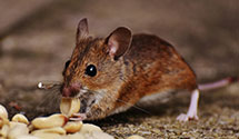 24 Hour & Emergency Exterminators in Wevertown, NY